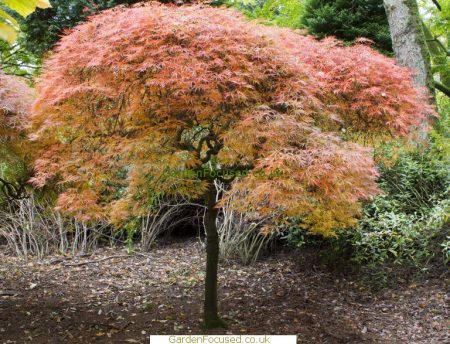 Picture of Japanese Maple 'Ornatum'