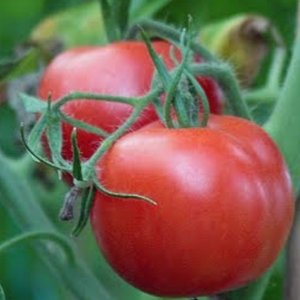 Ailsa Craig tomato
