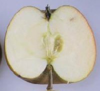 Ashmead's Kernel apple cut in half