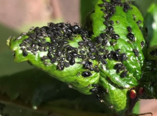 Aphids on a cherry tree leaf