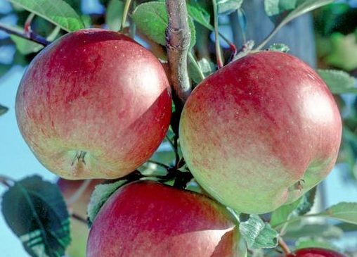 Braeburn apples on a tree