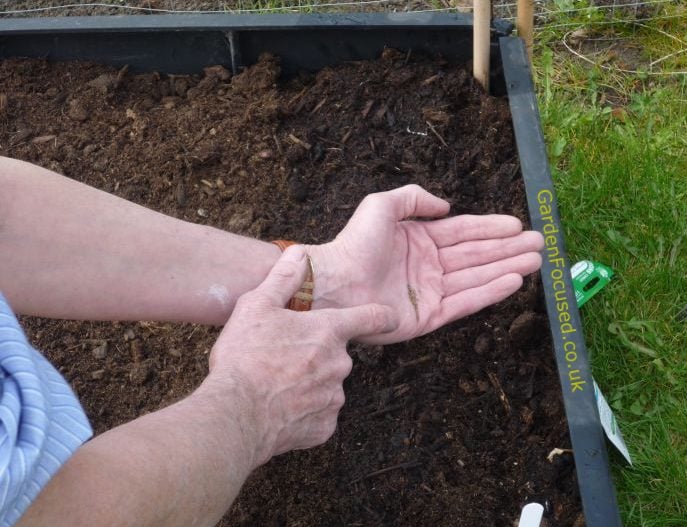 Sowing carrots in a raised bed garden