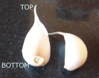 Top and bottom of a garlic clove