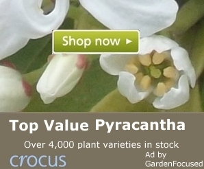 Top value Pyracantha plants