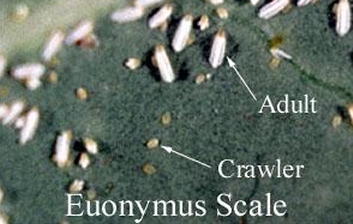 Euonymus Scale insects