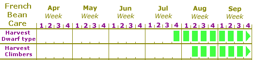 Sow French beans calendar zone 3