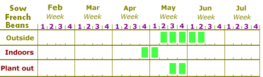 Sow French beans calendar zone 3