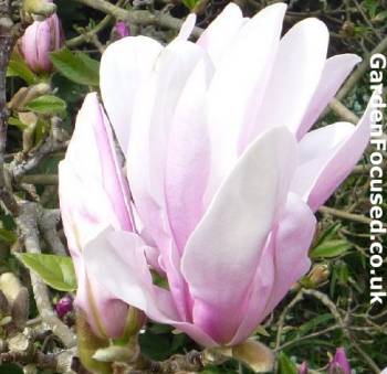 Magnolia George Henry Kern flower