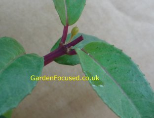 Fuchsia stem after pinching out