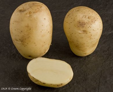 Vivaldi potatoes