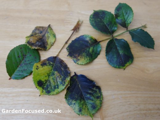Multiple leaves infected with rose black spot