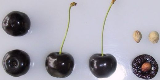 Early Rivers cherries. Picture from public sector information licensed under the Open Government Licence v2.0.